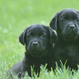 Labrador Retriever Puppies from Hidden Pond Kennel