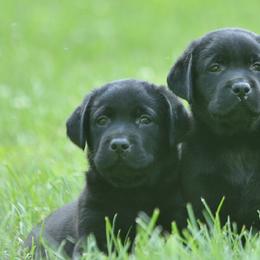 Labrador Retriever Puppies from Hidden Pond Kennel