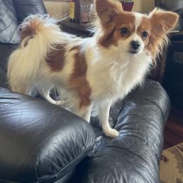 Josie - Papillon