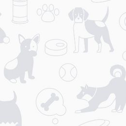 American Staffordshire Terriers from baycitiesamstaffs