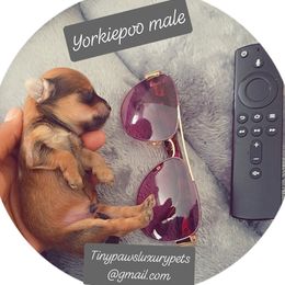 Biewer Terrier, Yorkipoo, and Yorkshire Terrier Puppies from Tiny Paws Luxury Pets