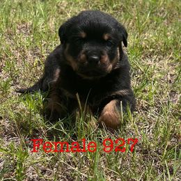 Female 927 - Black and mahogany female Rottweiler puppy in Ocala, Florida from Southeast Companion & Protection Dogs
