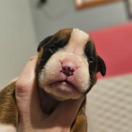 Winnie - Fawn female Boxer puppy in East Moline, Illinois from WildRiver Boxers