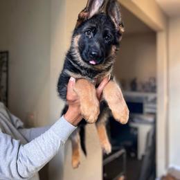 Girl 1 - Black and red female German Shepherd puppy in Stockton, California from Zaragoza German Shepherds