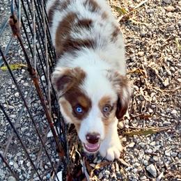 Pepper - male Miniature Australian Shepherd puppy in Burkesville, Kentucky from Bline’s Awesome Aussies, Aussiedoodles & Doxies at the Bline Family Farm