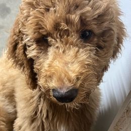 Toffee - Goldendoodle puppy from Golden Pine Designer Doodles