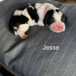Jesse - Black white and tan female English Springer Spaniel puppy in Hillsboro, Virginia from Hillsboro Springers