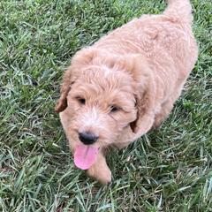 Saint Berdoodle Puppies from Highland Ridge Doodles