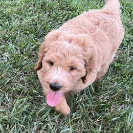 Saint Berdoodle Puppies from Highland Ridge Doodles