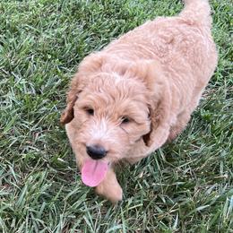 Saint Berdoodle Puppies from Highland Ridge Doodles