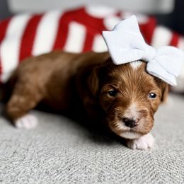 Joy - Red female Double Doodle puppy in Orange, Texas from Walk with Me Doodles
