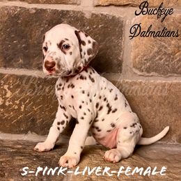 Dalmatian Puppies from Buckeye Dalmatians