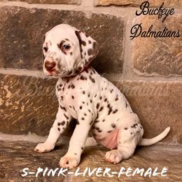 Dalmatian Puppies from Buckeye Dalmatians