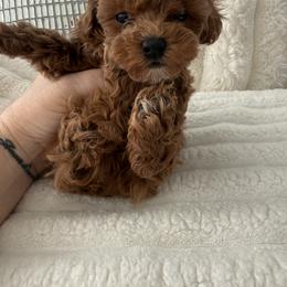 Margo - Red  female Poodle puppy in Fredericktown, Missouri from Doodle Pups Fur-Ever