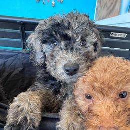 Diorite - Merle male Goldendoodle puppy in Philadelphia, Pennsylvania from Jah’s Retrievers
