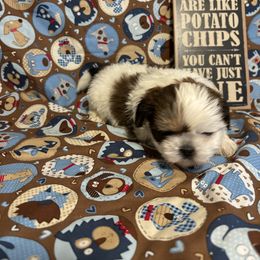Companion Cross and Shih Tzu Puppies from Hill’s Puppies