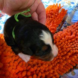 Green - Black rust and white male Bernese Mountain Dog puppy in Auburn, Washington from MSM Bernese Mountain Dogs