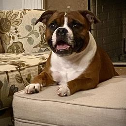 Jax - Staffordshire Bull Terrier