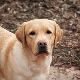 Scooter - Labrador Retriever