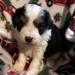 Percy - Black tri-color male Aussiedoodle puppy in Maysville, Missouri from Mini AussieDoodles on Meadow Lane