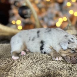 Miniature Australian Shepherd Puppies from Quartz Creek Aussies