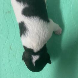 Marlow - White black and tan female Wire Fox Terrier puppy in Antioch, Illinois from Cavcor Foxies