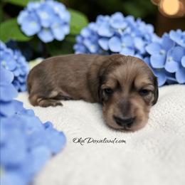 Loki - Cream male Dachshund puppy in Oklahoma City, Oklahoma from OkieDoxieland Dachshunds