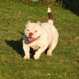 Integra - American Bully