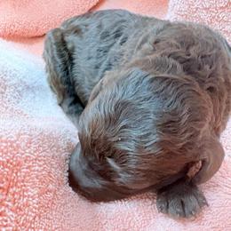 Georgette (Pam) - Cafe au lait female Poodle puppy in Meadowbrook, California from Standard Poodle Pups