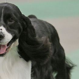 English Springer Spaniels from Tami Morris