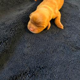 Lucky - Ruby female Cavalier King Charles Spaniel puppy in Sunny Valley, Oregon from Sunny Valley Cavaliers