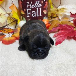 Silver Boy - Silver male Pug puppy in Tulsa, Oklahoma from Locust Creek Pugs & Japanese Chin's