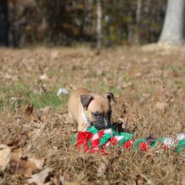 American Pit Bull Terrier and American Staffordshire Terrier Puppies from AptiBull Terriers