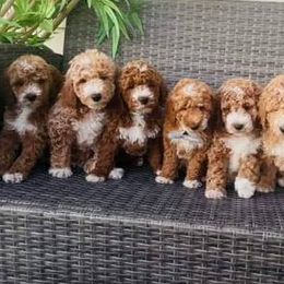 Goldendoodles from Dubey Doodles (AnC Oodles of Doodles)