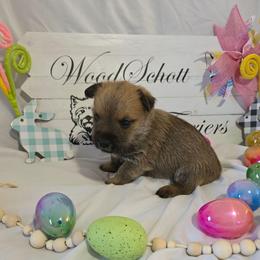 Mr Dark Blue (Black) - Red wheaten male Cairn Terrier puppy in Savannah, Missouri from WoodSchott Cairn Terriers