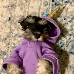 Taylor - Miniature Schnauzer