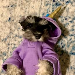 Taylor - Miniature Schnauzer