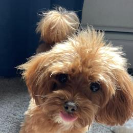 Maltipoos from Gwich’in Maltipoo Located Fairbanks AK