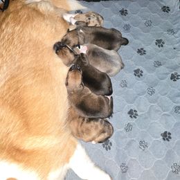Tiny - Sable merle and white female American Corgi puppy in Tallahassee, Florida from Koko's Korgis