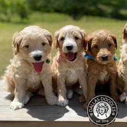 Bernedoodles and Goldendoodles from Dallas Doodles LLC