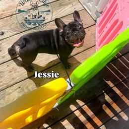 Jessie - Tricolors female French Bulldog puppy in Strunk, Kentucky from Waters Edge French Bulldogs LLC