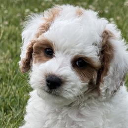 Cavapoos from Taylia's Cavapoos