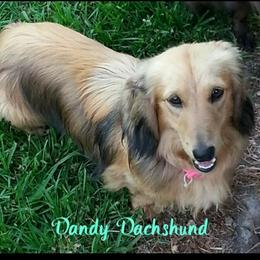 River - Dachshund