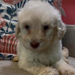 Miss Marvel - Cream female Goldendoodle puppy in Pensacola, Florida from Goldendoodles Love You in Pensacola Friend Edition