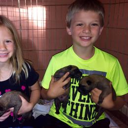 Belgian Malinois, Border Collie, and German Shepherd Puppies from Fairlane Kennels