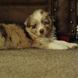 Australian Shepherd Puppies from Elk Ridge Aussies