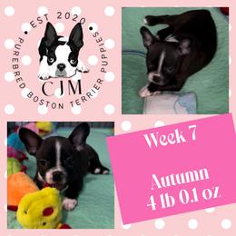Autumn - Black and white female Boston Terrier puppy in Jupiter, Florida from CJM Boston and Boxer Puppies
