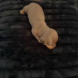 Fern - AKC - Chocolate and tan female Dachshund puppy in Indian Trail, North Carolina from Hilda’s Teenie Weenies