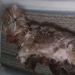 Ginger - Yorkshire Terrier