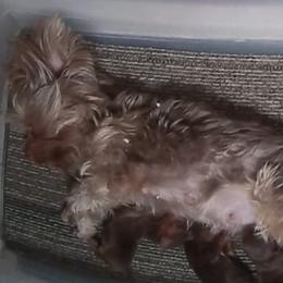 Ginger - Yorkshire Terrier